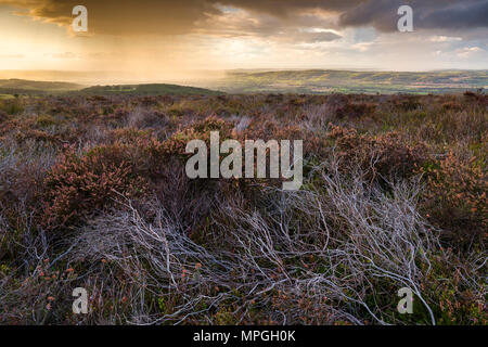 Heather on Black Down nel Mendip Hills National Landscape all'inizio dell'autunno con la Yeo Valley Beyond, Somerset, Inghilterra. Foto Stock