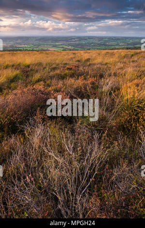 Heather on Black Down nel Mendip Hills National Landscape all'inizio dell'autunno con la Yeo Valley Beyond, Somerset, Inghilterra. Foto Stock