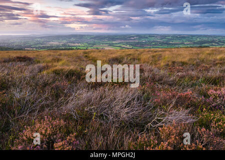 Heather on Black Down nel Mendip Hills National Landscape all'inizio dell'autunno con la Yeo Valley Beyond, Somerset, Inghilterra. Foto Stock