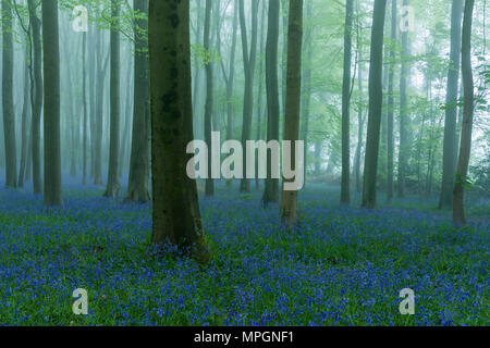 Bluebells in una nebbiosa faggeta all'alba. Wrington Hill, North Somerset, Inghilterra. Foto Stock