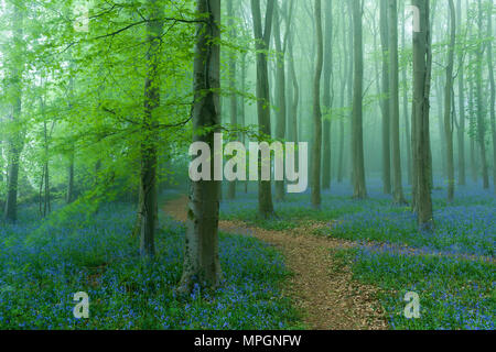 Bluebells in una nebbiosa faggeta all'alba. Wrington Hill, North Somerset, Inghilterra. Foto Stock