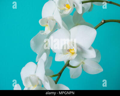 White Orchid phaleanopsis su sfondo blu Foto Stock