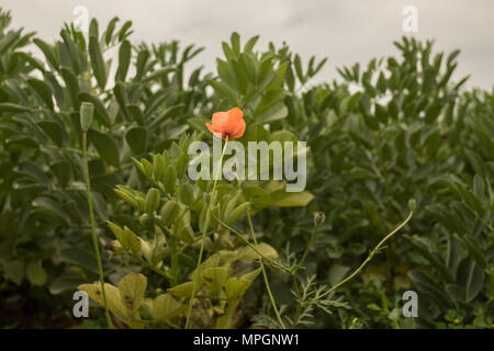 Fiore di papavero e grandi piante di fagiolo in background Foto Stock