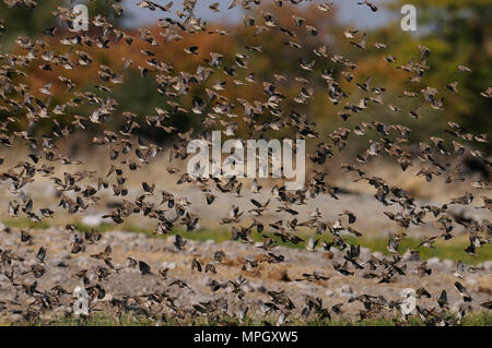 Redbilled quelea sciame di volare in aria, etosha nationalpark, Namibia, (quelea quelea) Foto Stock