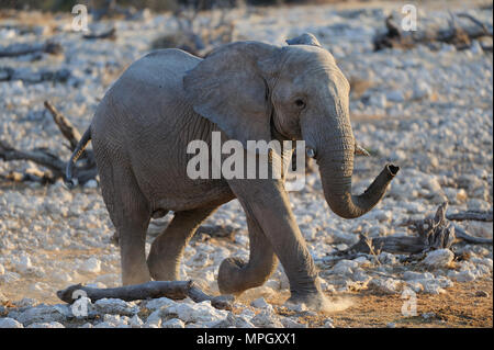 Elephant è comming al waterhole, etosha nationalpark, Namibia, (Loxodonta africana) Foto Stock