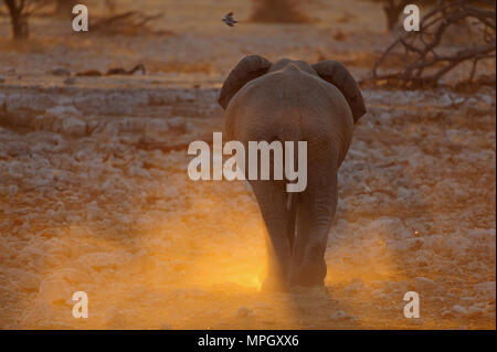 Elephant dal retro, tramonto, etosha nationalpark, Namibia, (Loxodonta africana) Foto Stock