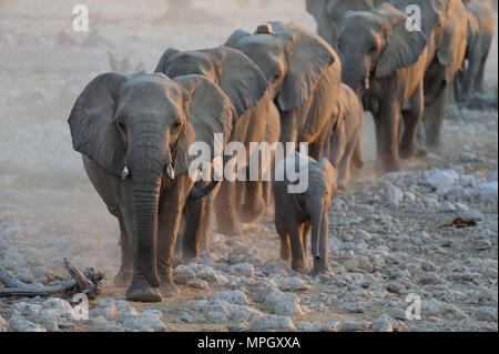Una mandria di elefanti nella stagione secca, etosha nationalpark, Namibia, (Loxodonta africana) Foto Stock