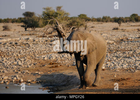 Elephant è venuta al waterhole, etosha nationalpark, Namibia, (Loxodonta africana) Foto Stock