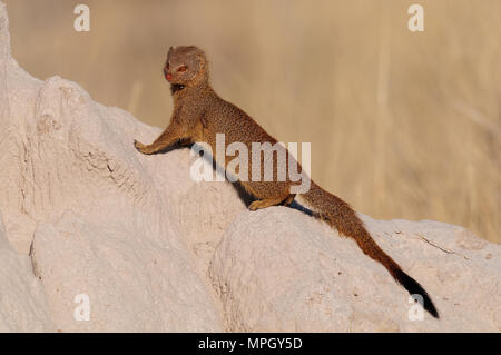 La mangusta snella di sedersi su un termite hill, etosha nationalpark, Namibia, (galerella sanguinea) Foto Stock