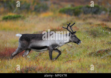 La renna in un paesaggio autumm, svezia (rangifer tarandus) Foto Stock