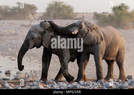 Gli elefanti sono la riproduzione, etosha nationalpark, Namibia, (Loxodonta africana) Foto Stock