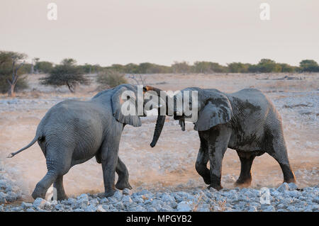 Gli elefanti hanno un disput, etosha nationalpark, Namibia, (Loxodonta africana) Foto Stock