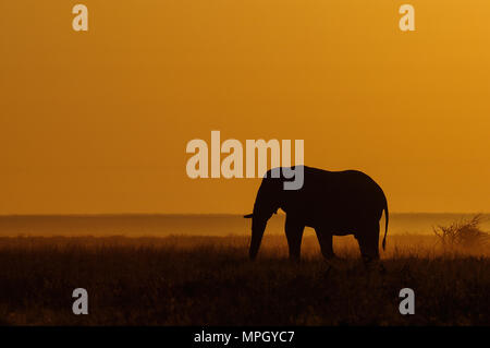 Elefante in una prateria a sunrise, etosha nationalpark, Namibia, (Loxodonta africana) Foto Stock