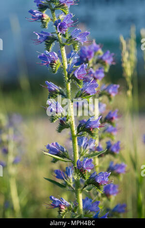 Echium vulgare - Viper dell bugloss, blueweed macro di fiori di fuoco selettivo Foto Stock