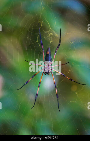 Red-gambe golden orb-weaver spider (inaurata Nephila madagascariensis) su Praslin, Seychelles. Foto Stock