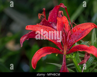 Tiger lily (Lilium lancifolium, syn. L. tigrinum) in gocce di pioggia. Profondità di campo Foto Stock