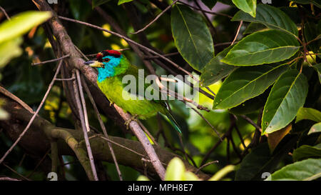 Blu-throated Barbet ( Megalaima asiatica ) si appollaia su un albero. Barbet bird Foto Stock