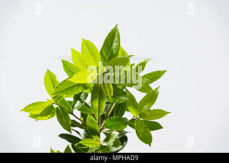 Albero di alloro e le foglie fresche Foto Stock