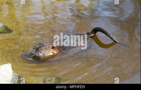 Myocastor coypus, mammifero unico nel suo habitat naturale Foto Stock