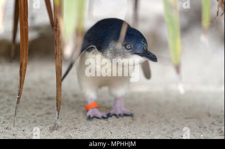 Una fata penguin, noto anche come un piccolo pinguino blu, nel suo nuovo case a Weymouth Sea Life parco avventura in Dorset, prima della sua apertura al pubblico il 26 maggio. Foto Stock