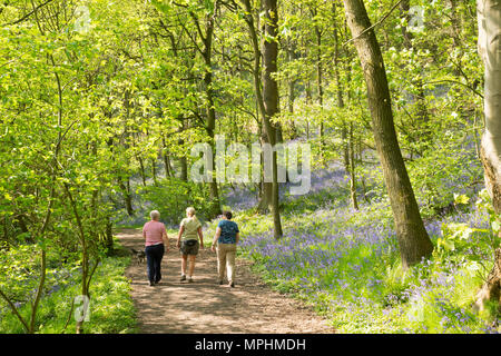 Tre donne a piedi un cane attraverso boschi Houghall, Durham City, Co. Durham, England, Regno Unito Foto Stock