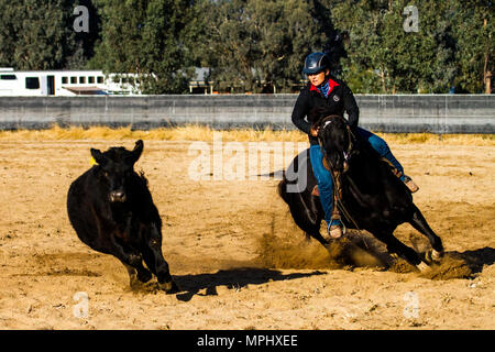 Una donna su un cavallo nero, guida un Angus Steer, mentre gareggia al campdraft a Holbrook Foto Stock