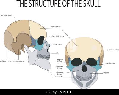 Illustrazione dell'anatomia del cranio umano Illustrazione Vettoriale