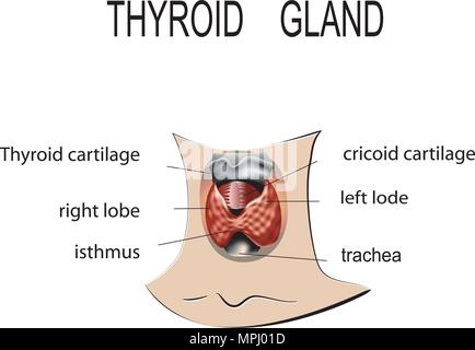 Illustrazione dell'anatomia della ghiandola tiroide Illustrazione Vettoriale