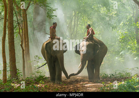 Surin, Tailandia - 25 Giugno 2016: Mahouts elefanti di equitazione camminando sul marciapiede in mattina nella foresta in Surin, Thailandia Foto Stock