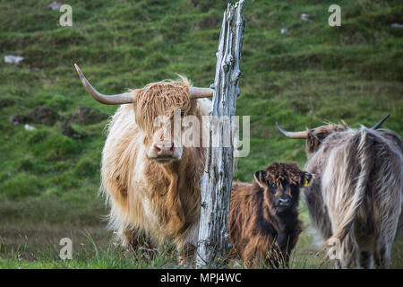 Highland bestiame con un vitello con diverso colore dei capelli, stando in piedi in un campo da un albero morto. Presa sull isola di North Uist, Ebridi Esterne, Scozia Foto Stock