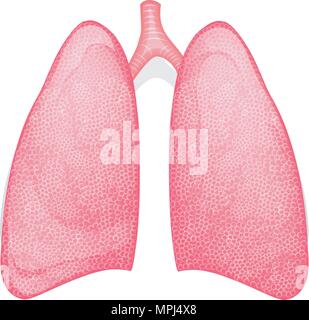I polmoni di una persona sana. vettore Illustrazione Vettoriale