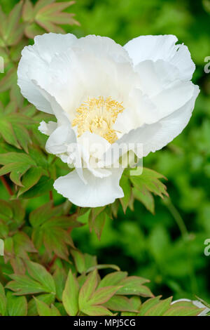 Tree Peony 'Feng Dan Bai' (Bianco Phoenix) Paeonia suffruticosa. Foto Stock
