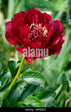 Close-up di un profondo rosso peonia (Paeonia) 'Buckeye Belle' Fiore. Foto Stock