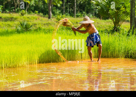 Sakonnakhon, Tailandia - 30 Luglio 2016: agricoltore la mietitura del riso germogli dal area piccola fattoria di reimpianto nella fattoria di riso in Sakonnakhon, Thailandia Foto Stock