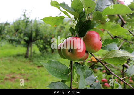 Le mele rosse che cresce sull'albero Foto Stock