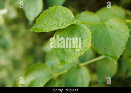 Gocce di acqua su foglie verdi - tempo di primavera Foto Stock