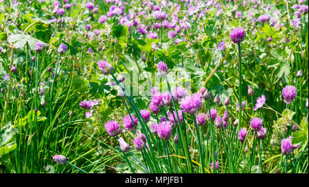 Campo di erba cipollina cresce come un raccolto Foto Stock