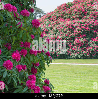 Giardino aperto evento di beneficenza a Tregothnan station wagon, Cornwall, Regno Unito Foto Stock