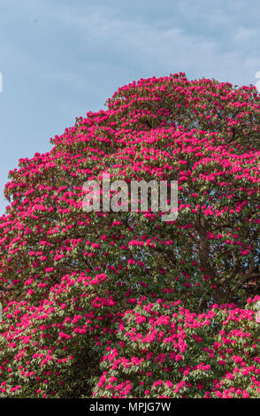 Giardino aperto evento di beneficenza a Tregothnan station wagon, Cornwall, Regno Unito Foto Stock