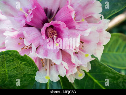 Giardino aperto evento di beneficenza a Tregothnan station wagon, Cornwall, Regno Unito Foto Stock