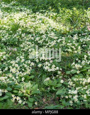 Giardino aperto evento di beneficenza a Tregothnan station wagon, Cornwall, Regno Unito Foto Stock