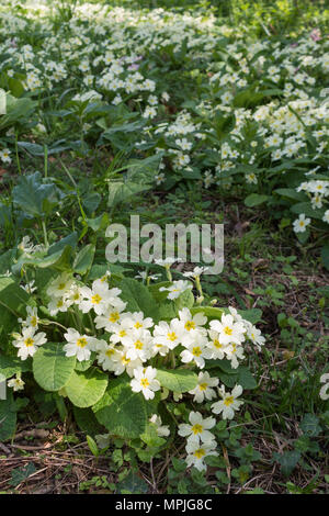 Giardino aperto evento di beneficenza a Tregothnan station wagon, Cornwall, Regno Unito Foto Stock