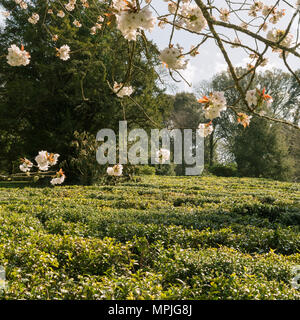 Giardino aperto evento di beneficenza a Tregothnan station wagon, Cornwall, Regno Unito Foto Stock