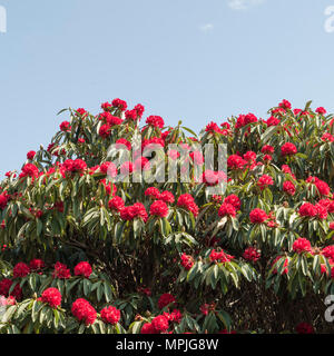 Giardino aperto evento di beneficenza a Tregothnan station wagon, Cornwall, Regno Unito Foto Stock