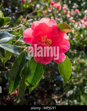 Giardino aperto evento di beneficenza a Tregothnan station wagon, Cornwall, Regno Unito Foto Stock