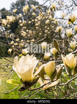 Giardino aperto evento di beneficenza a Tregothnan station wagon, Cornwall, Regno Unito Foto Stock