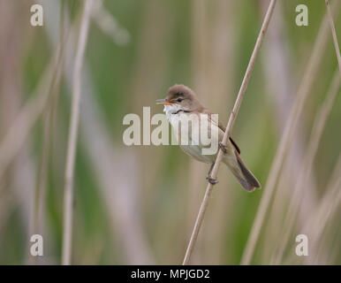 Trillo Reed (Acrocephalus scirpaceus) Foto Stock