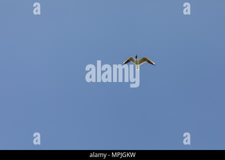 A testa nera (gabbiano Chroicocephalus ridibundus), in volo contro un cielo blu Foto Stock