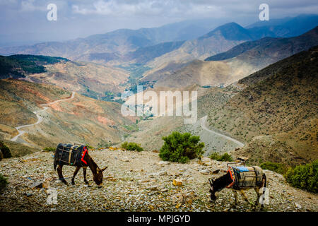 Tethered asini pascolano in Alto Atlante, Marocco, Africa del Nord Foto Stock