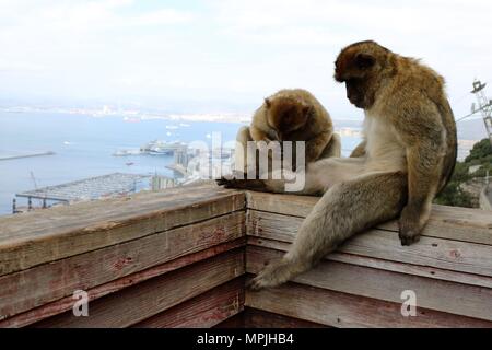 I Macachi della Rocca di Gibilterra. La Barbary Macaque popolazione di Gibilterra è il solo wild monkey popolazione nel continente europeo. Foto Stock